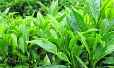 Tắm lá trị rôm sảy 