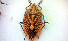 7 người ngộ độc do ăn bọ xít