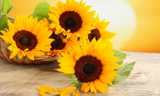 Đối diện với những thay đổi cảm xúc ở người bệnh ung thư vú
