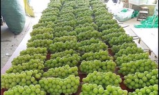Nho sữa Trung Quốc đang vào mùa, giá nhập về rẻ thu hút người mua