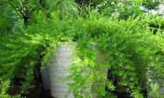 Những bài thuốc trị bệnh từ cây cảnh thiên môn đông 