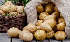 Củ khoai tây, không chỉ chế biến món ăn ngon mà còn là vị thuốc chữa bệnh