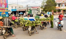 'Thủ phủ' chuối lớn nhất Quảng Trị nhộn nhịp những ngày giáp Tết