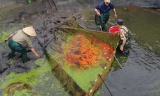 Làng Thủy Trầm hối hả thu hoạch cá chép đỏ ngày Tết ông Công ông Táo