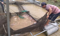 Hàng tấn cá sắp thu hoạch chết hàng loạt do lũ, người dân 'khóc ròng'