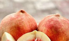 Loại trái cây quả nặng tới nửa kg một quả 'đắt như tôm tươi' dù giá chát