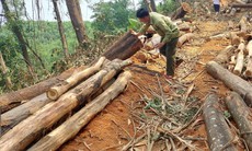 Bị xử phạt vì ngang nhiên khai thác gỗ rừng trồng phòng hộ