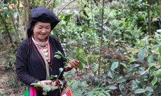 Gìn giữ kho báu thuốc Nam của người Dao ở chân núi Tản Viên