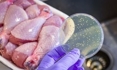Rửa sạch và nấu chín thịt gà chưa đủ để phòng nguy cơ ngộ độc, cần lưu ý thêm các bước này