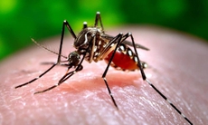 Dịch sốt xuất huyết gia tăng, máy đuổi muỗi liệu có tác dụng phòng bệnh?