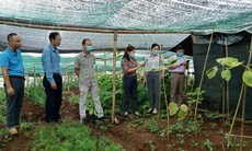 Tạo hành lang pháp lý để bảo tồn và phát triển dược liệu