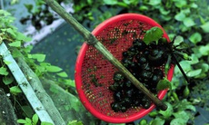 Bán ốc nhồi giống, cung không đủ cầu, cả một làng quê miền Bắc khấm khá từng ngày