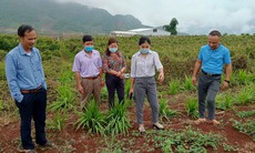 Giá trị khoa học của các bài thuốc y dược học cổ truyền
