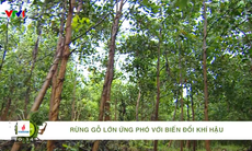 Chương trình Tương lai xanh với chủ đề Quản lý rừng bền vững - Ứng phó với biến đổi khí hậu