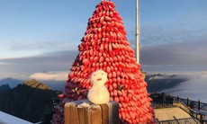 Đón Giáng sinh với những cây thông Noel "độc, lạ" nhất Việt Nam