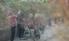 Danh sách 91 điểm chợ hoa xuân của Hà Nội phục vụ Tết Nguyên đán 2023