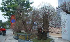 Đào rừng 'khủng', giá bán hơn 100 triệu đồng/chậu đồng loạt 'xuống phố', phục vụ người Hà Nội chơi Tết