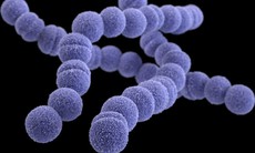 Liên cầu khuẩn nhóm A (Streptococcus) khiến 6 trẻ em ở Anh quốc thiệt mạng nguy hiểm thế nào?