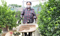 Hà Nội: Dân buôn rục rịch mua quất Tết, chủ vườn tất bật chuẩn bị nguồn cung
