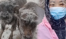 Sự thật sau clip tóc người phủ đầy tuyết, trâu bò đóng băng trên Hà Giang khiến dân tình xót xa