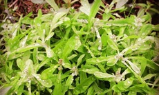 12 bài thuốc từ cây rau khúc