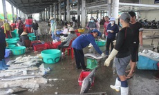 “Lộc biển” đầu xuân