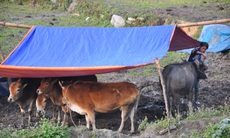 Người dân vùng cao vất vả bảo vệ đàn gia súc trong giá rét