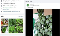 'Mã hóa' quả, cây thuốc phiện rồi rao bán tràn lan trên mạng xã hội
