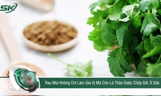 Rau mùi không chỉ làm gia vị mà còn là thảo dược chữa sởi, ít sữa