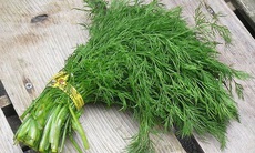 Thìa là - Rau thơm, vị thuốc quý