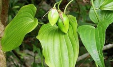  "Trợ thủ đắc lực" hỗ trợ bảo vệ sức khỏe hô hấp cho cả gia đình