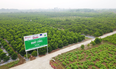 Phát triển vùng trồng dược liệu sạch - xanh - bền vững
