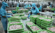 Loài cá nuôi đầy ở Việt Nam bán sang Châu Phi đắt gấp 2 lần xuất Mỹ, 3 lần đi Trung Quốc