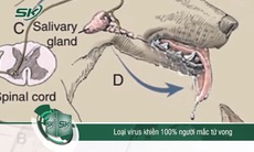 Bệnh dại là loại virus khiến 100% người mắc tử vong