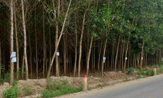 'Bán đất' treo trên cây