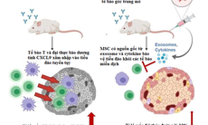 Liệu pháp tế bào gốc ngăn chặn tác dụng phụ của thuốc điều trị ung thư