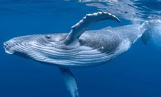 Cá voi liên tiếp xuất hiện ở Khánh Hòa báo hiệu điều gì?