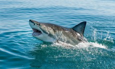 Cách phòng tránh cá mập tấn công khi tắm biển