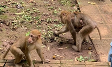 Du khách hốt hoảng vì cả đàn khỉ ào ào lao xuống, một bé gái bị khỉ tấn công