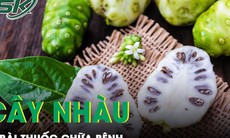 7 bài thuốc giúp chữa nhiều bệnh từ cây nhàu