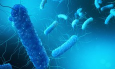 Dùng thuốc gì trị tiêu chảy do vi khuẩn C.difficile?