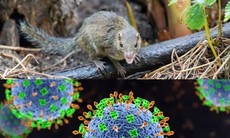 Biểu hiện khi bị nhiễm 'virus lây từ chuột chù' sang người thế nào?