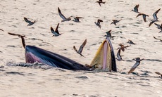 Cá voi liên tục xuất hiện gần bờ biển: Chuyên gia cảnh báo điều gì?