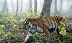 Thực hư thông tin gặp hổ trong vườn quốc gia Phong Nha - Kẻ Bàng