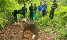 Cận cảnh tiêu huy gần 100kg thực vật dạng củ, nghi là sâm vận chuyển trái phép về Việt Nam