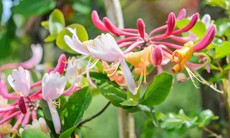  Kim ngân hoa giúp hỗ trợ chữa COVID-19