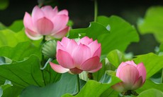 9 bài thuốc từ cây sen chữa bệnh