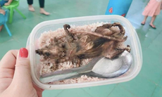Sự thật về bức ảnh 'hộp cơm với thịt chuột' của học sinh vùng cao