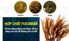 Tác dụng hỗ trợ của Fucoidan với người bệnh ung thư