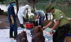 6 cá thể tê giác chết bất thường tại Nghệ An bị tiêu hủy thân, giữ lại đầu